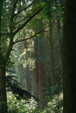 07_25_01_wald