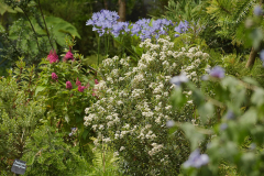 07_25_09_olearia