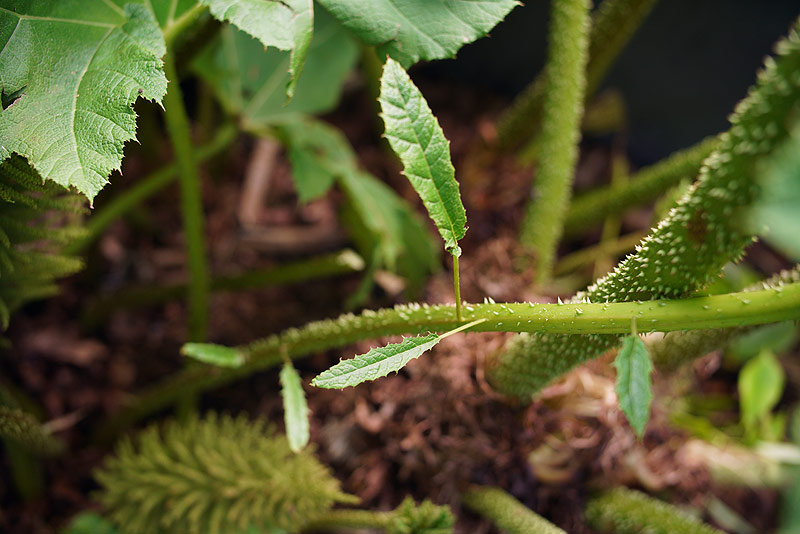 07_25_11_gunnera_hb
