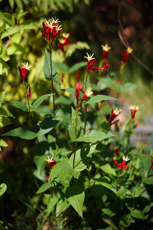 07_25_14_spigelia