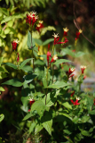 07_25_14_spigelia