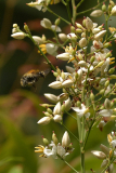 07_25_22_nandina