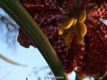 DSCF5942.jpg