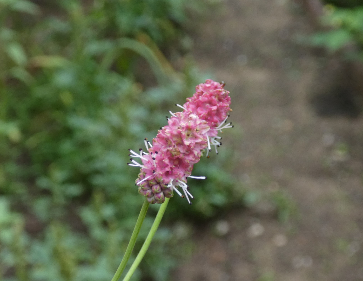 Große Wiesenknopf   Sanguisorba officinalis