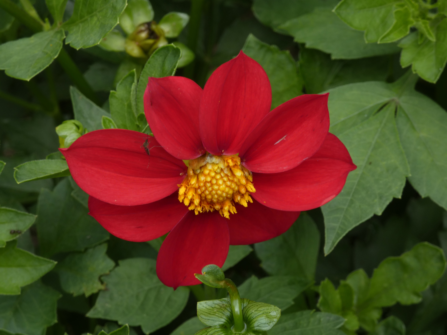 Dahlie   Dahlia