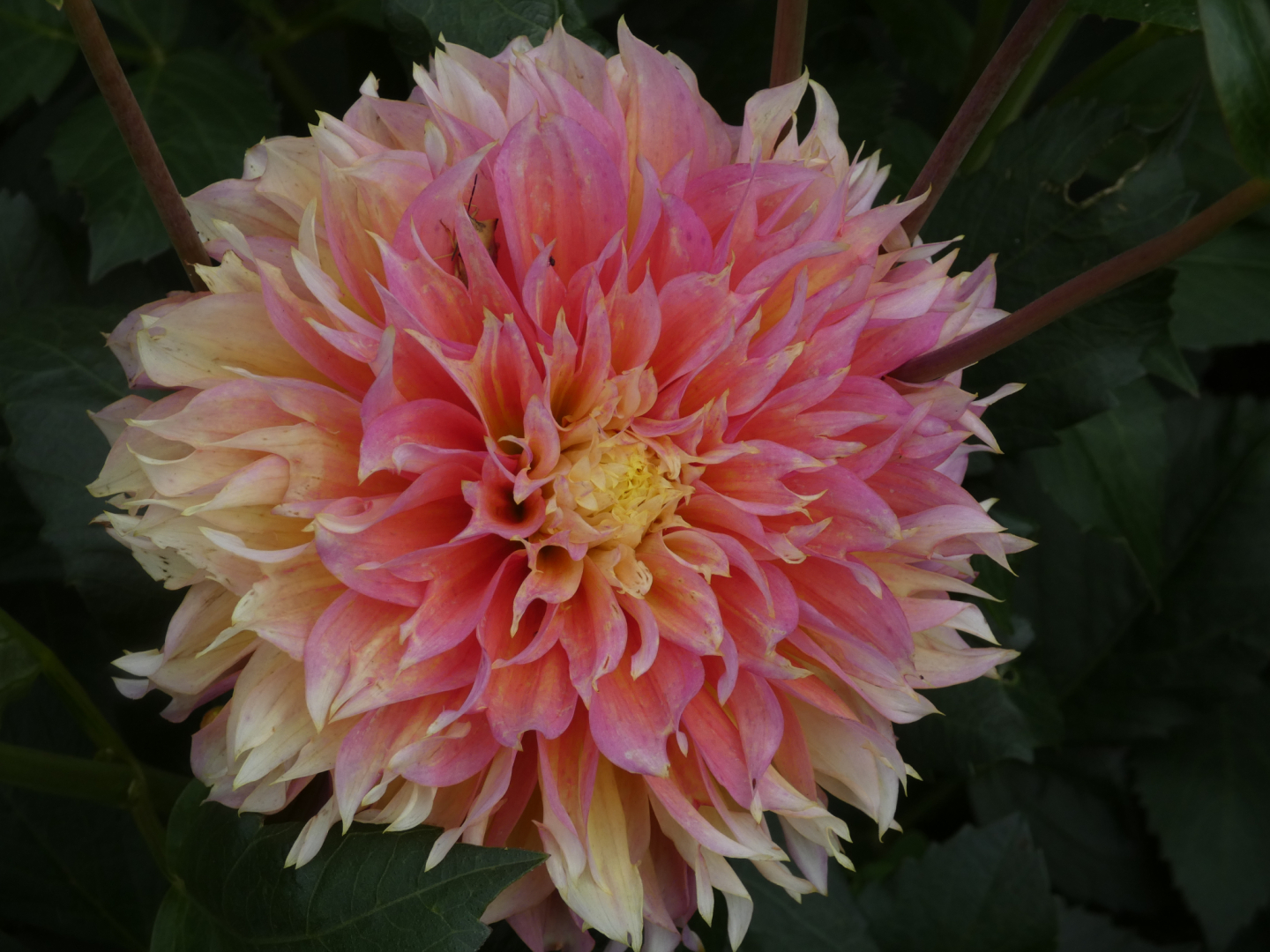 Dahlie   Dahlia