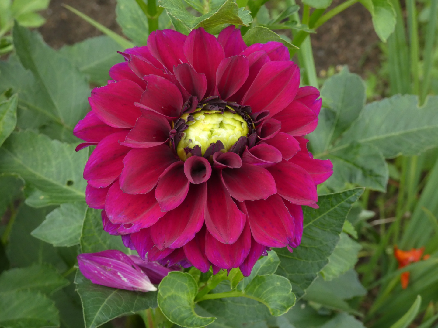 Dahlie   Dahlia