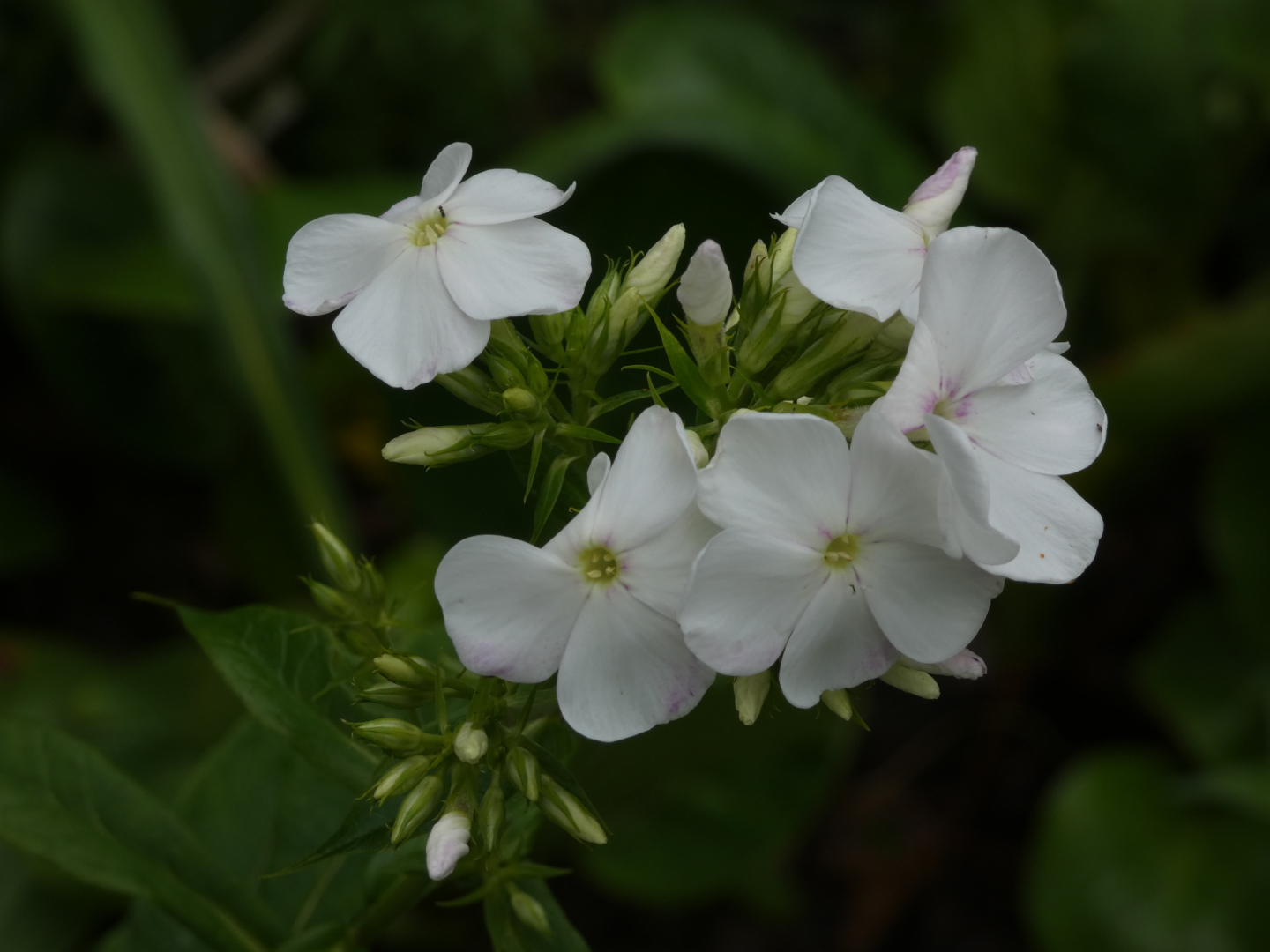 Flammenblume     Phlox