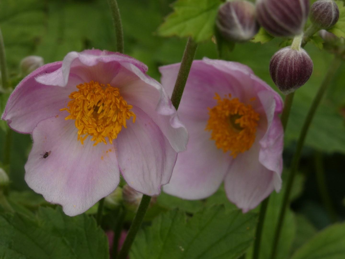 Herbst-Anemone     Anemone hupehensis