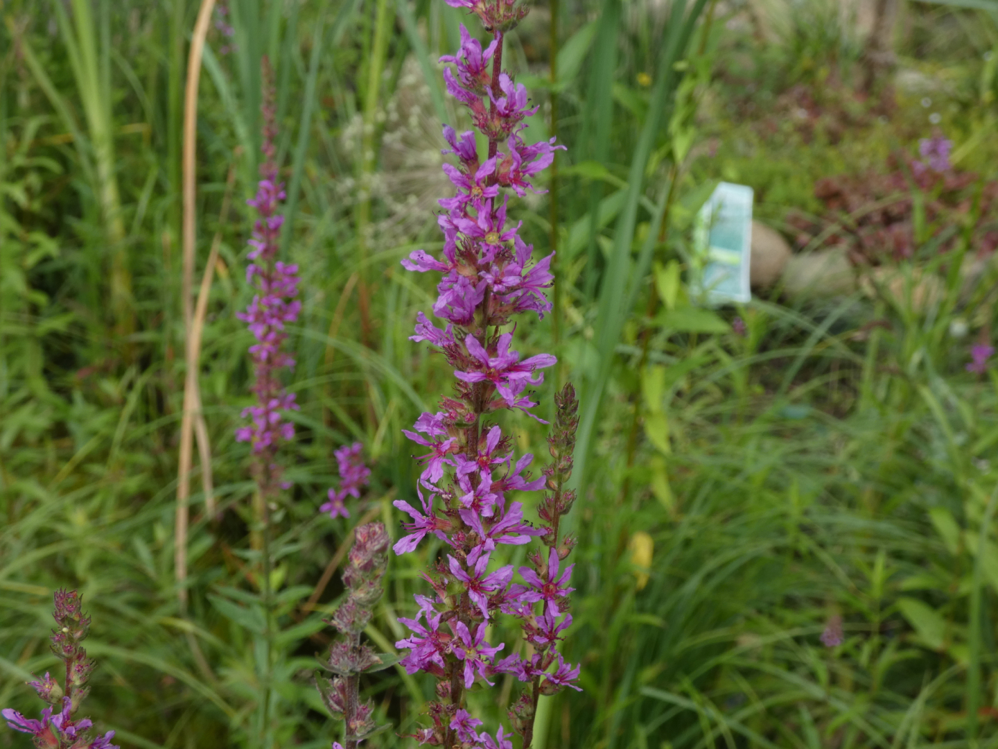 Blutweiderich     Lythrum salicaria