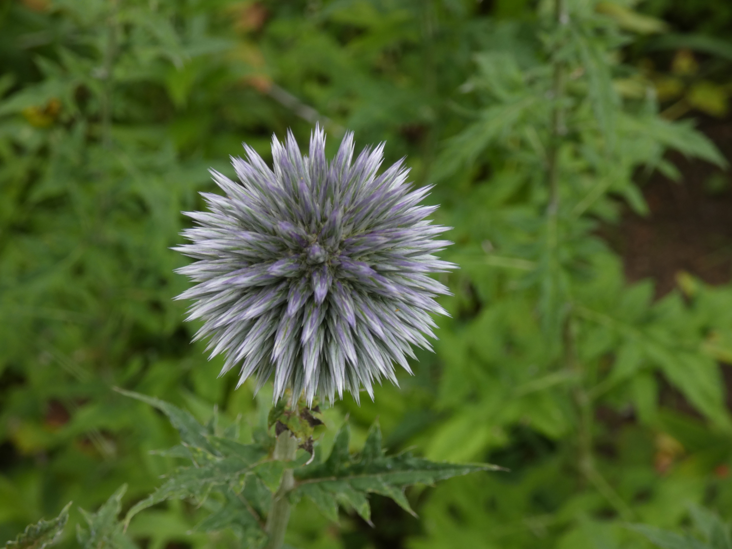 Kugeldistel  Echinops Ritro