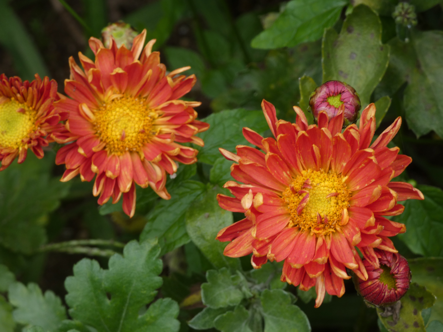 Winteraster Chrysanthemum  `Vreneli`