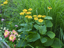 P7252307