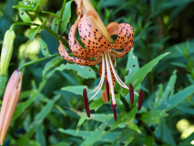 P7252303