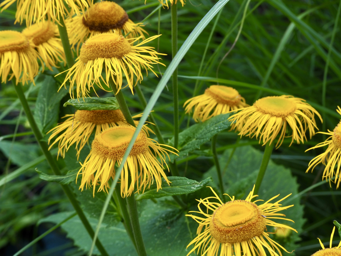 P7252297
