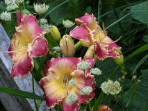 P7252296