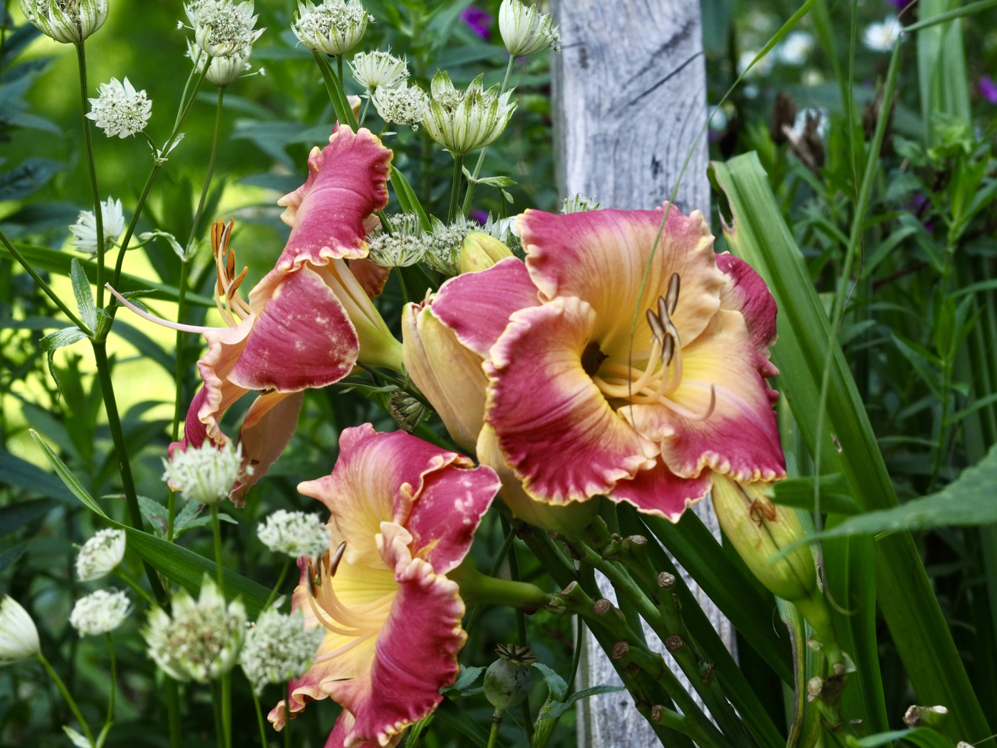 P7252295
