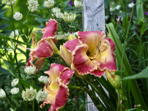 P7252295