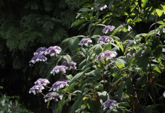 P7182263