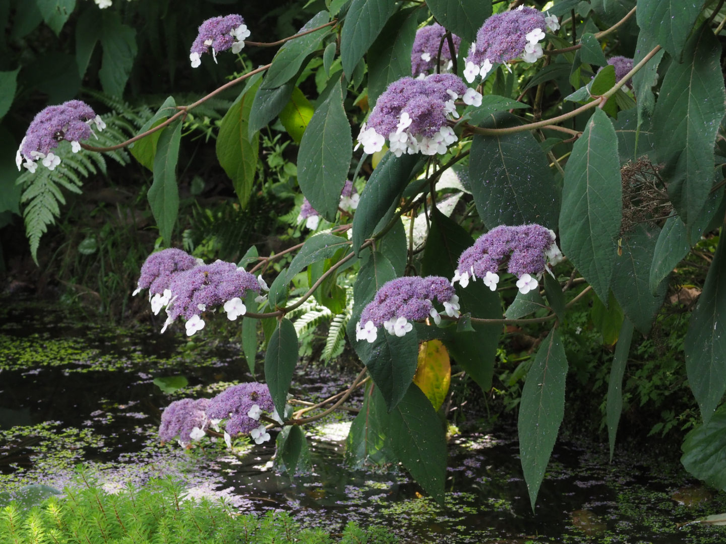 P7182261