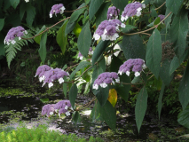 P7182261