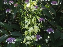 P7182248