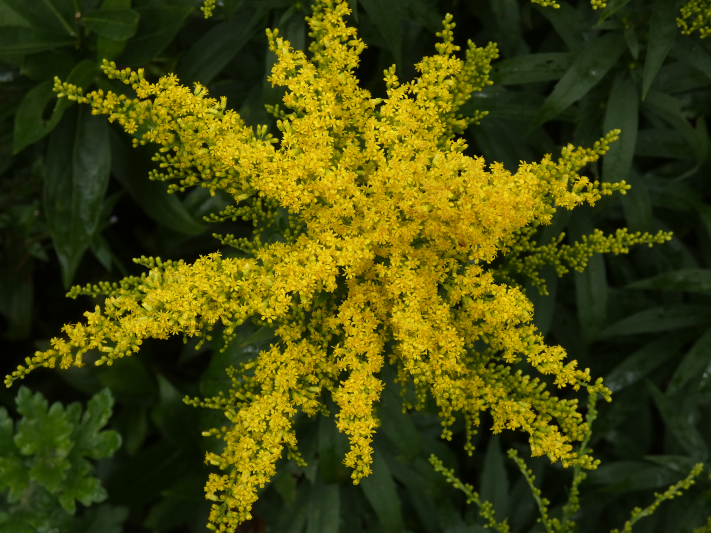 Goldrute    Solidago