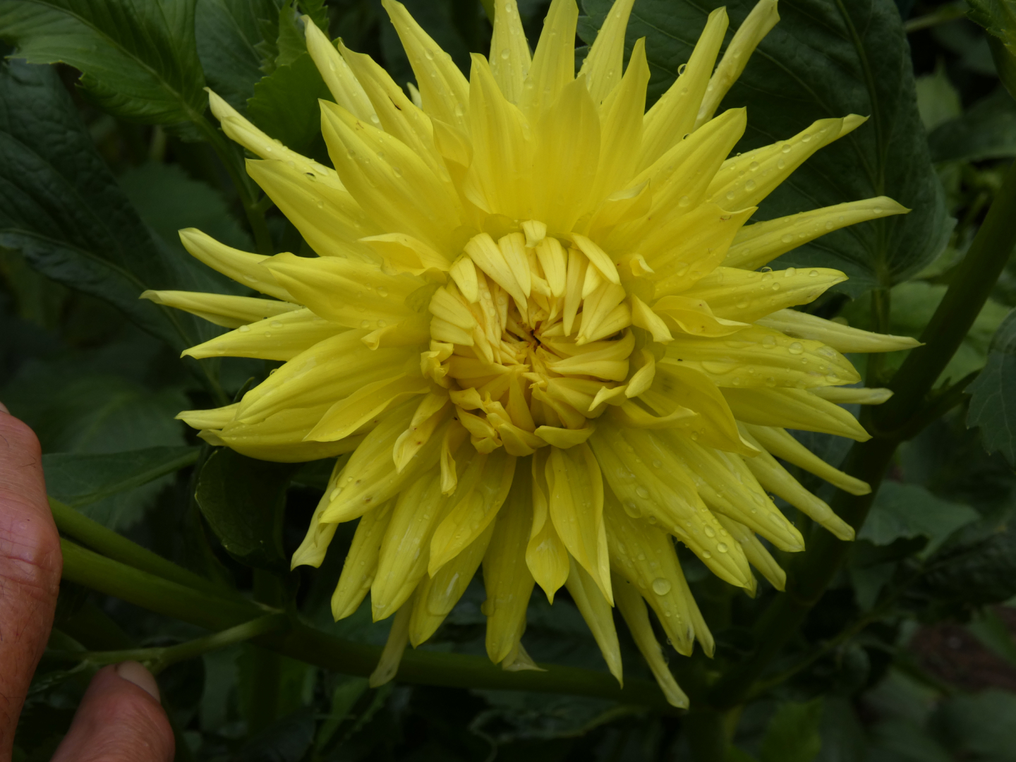 Dahlie   Dahlia