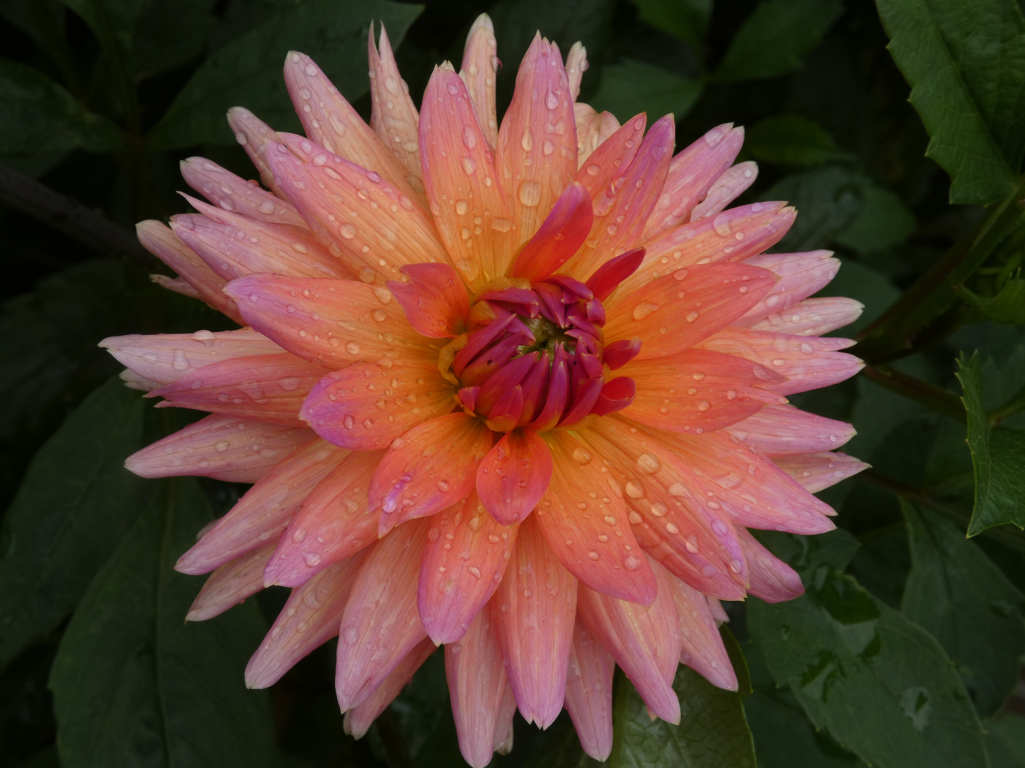 Dahlie   Dahlia