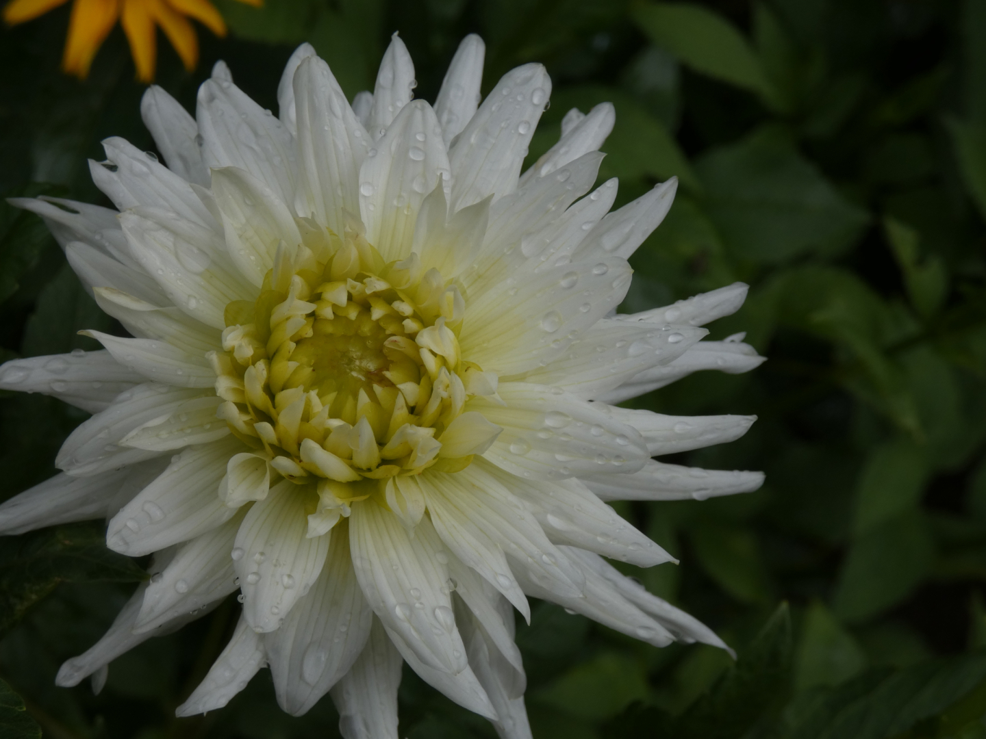Dahlie   Dahlia