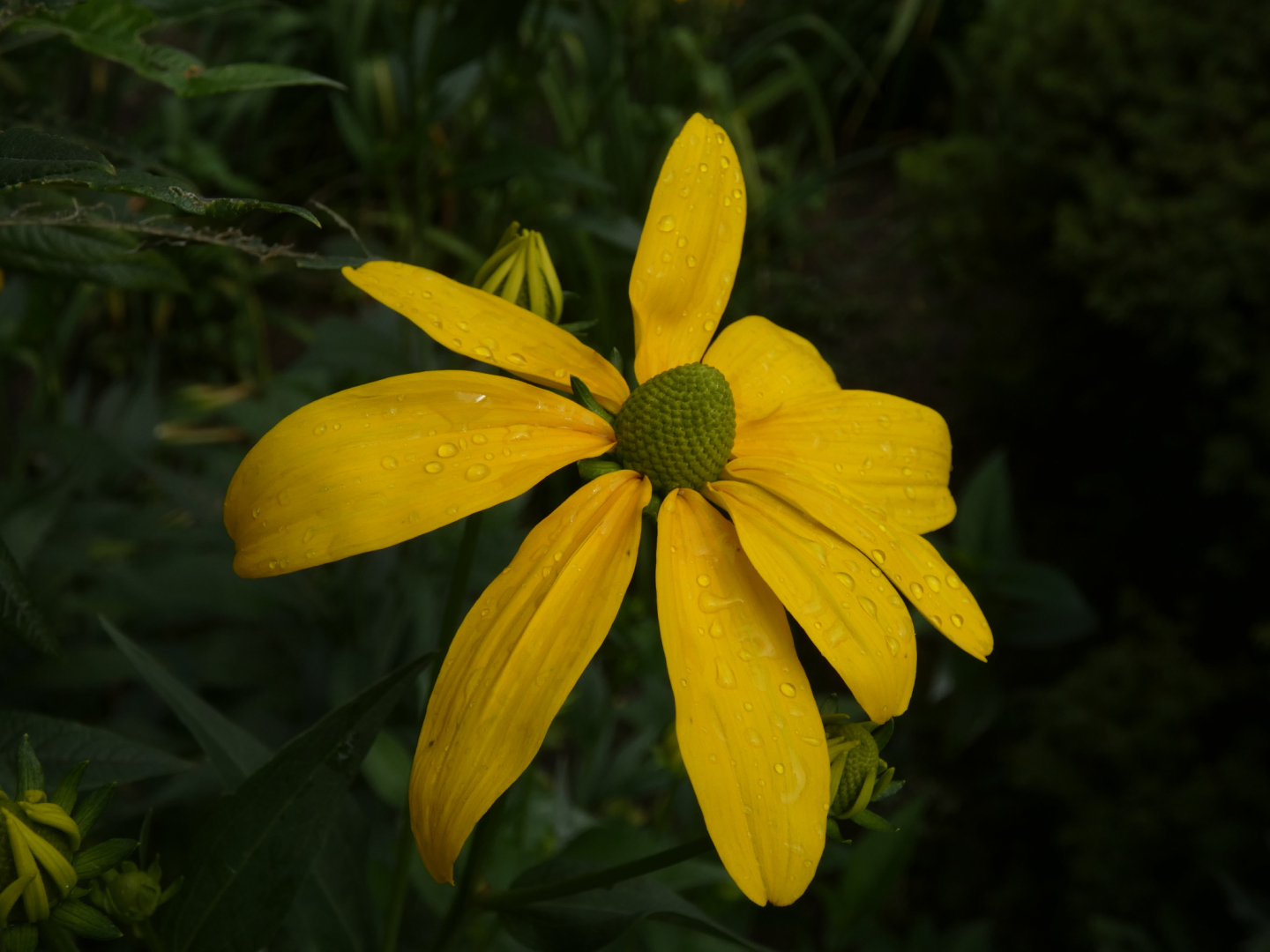 Fallschirm-Rudbeckie    Rudbeckia nitida