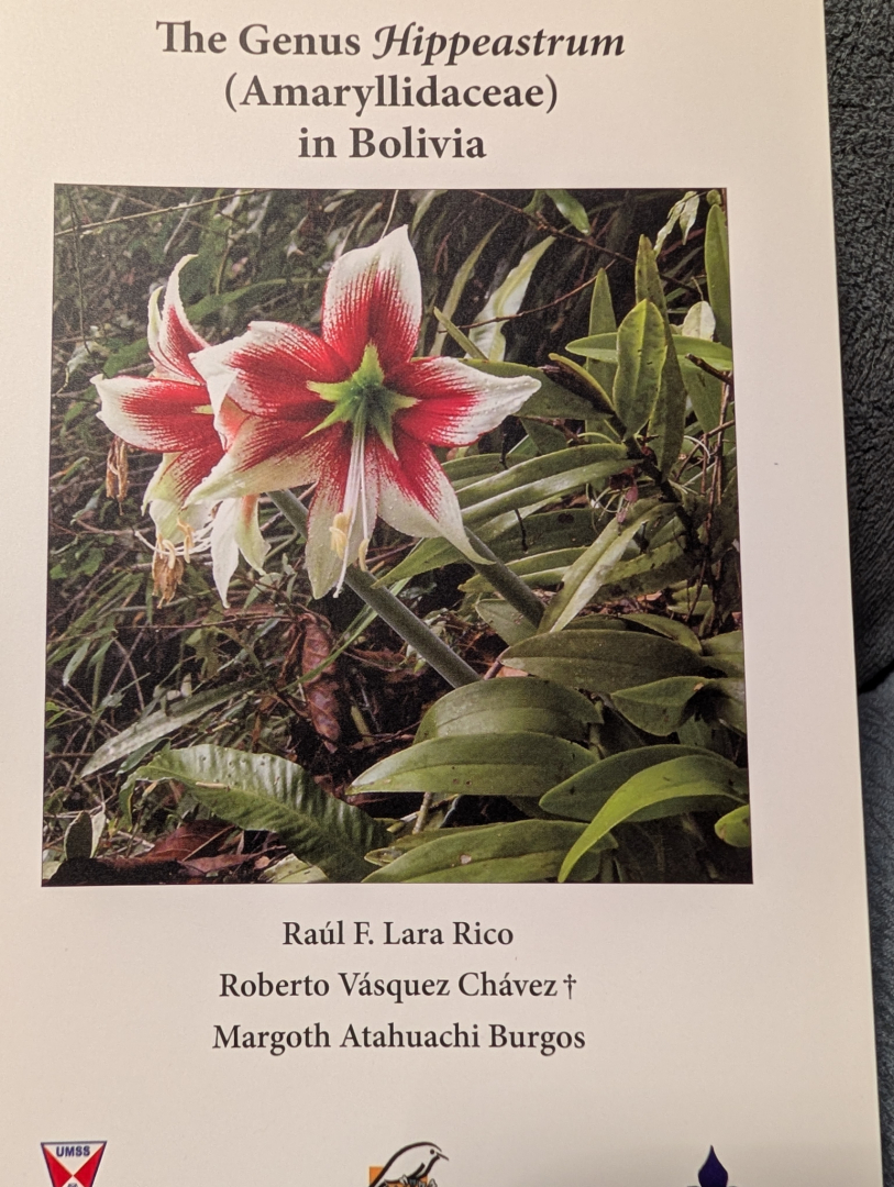 Hippeastrum