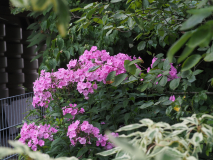 P7302352