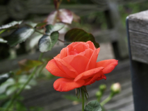P7302348