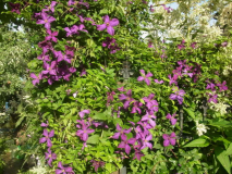 RIMG0023