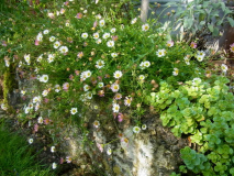 RIMG0043