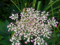 RIMG0056