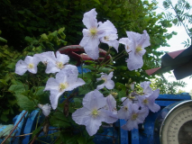 RIMG0065