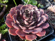 RIMG0079
