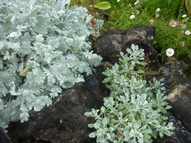 RIMG0019