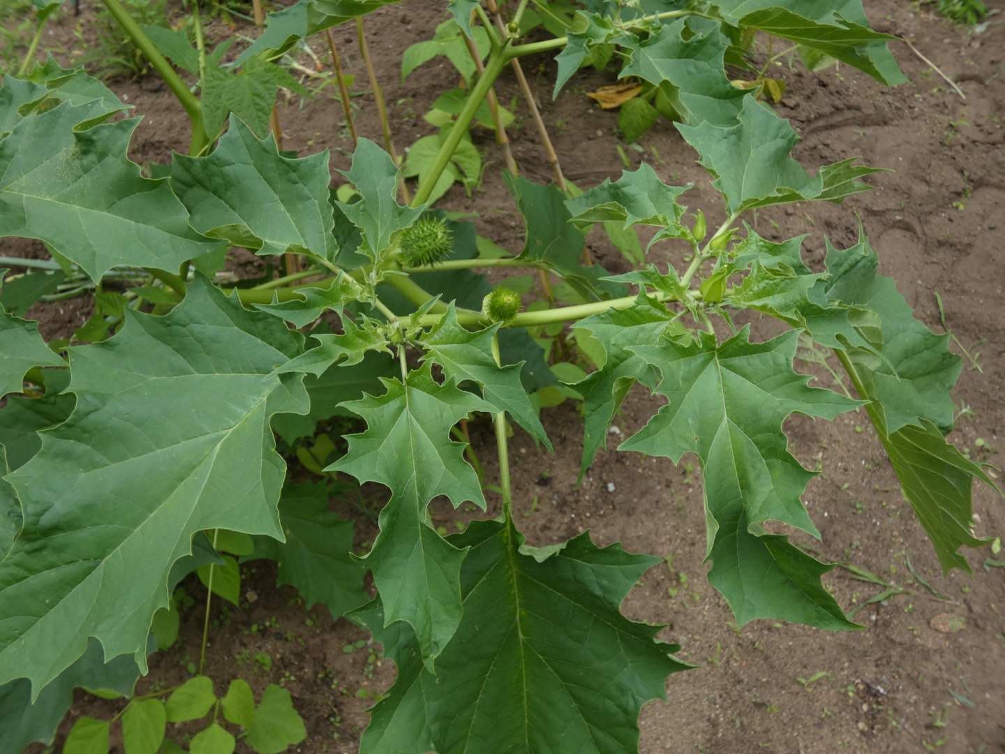 P1010768