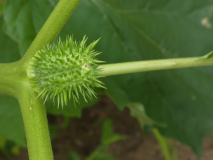 P1010769