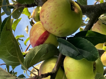 Gravensteiner mit dunkelrotem Segment am Baum