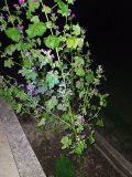 malvensamen_fluoreszenz_05