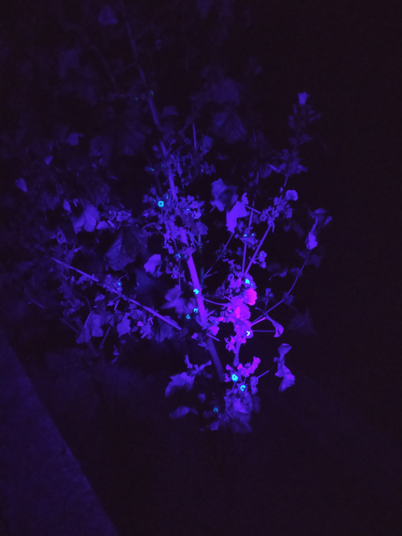 malvensamen_fluoreszenz_06