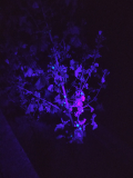 malvensamen_fluoreszenz_06