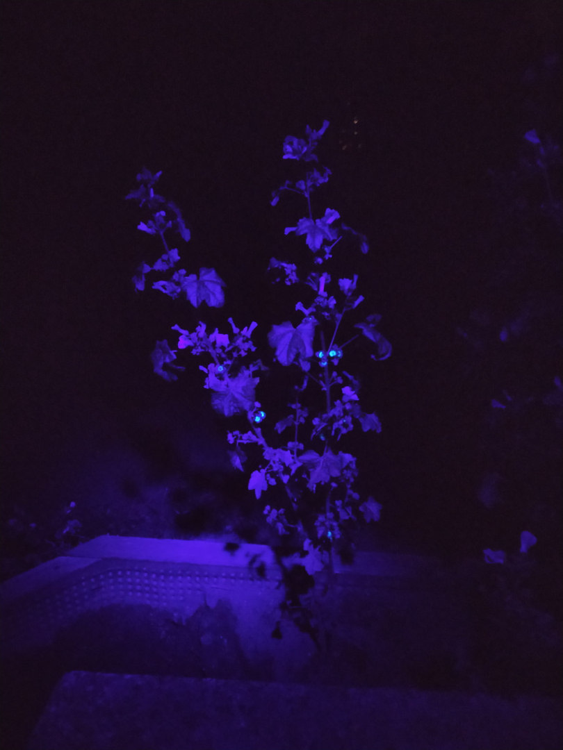 malvensamen_fluoreszenz_07