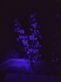 malvensamen_fluoreszenz_07