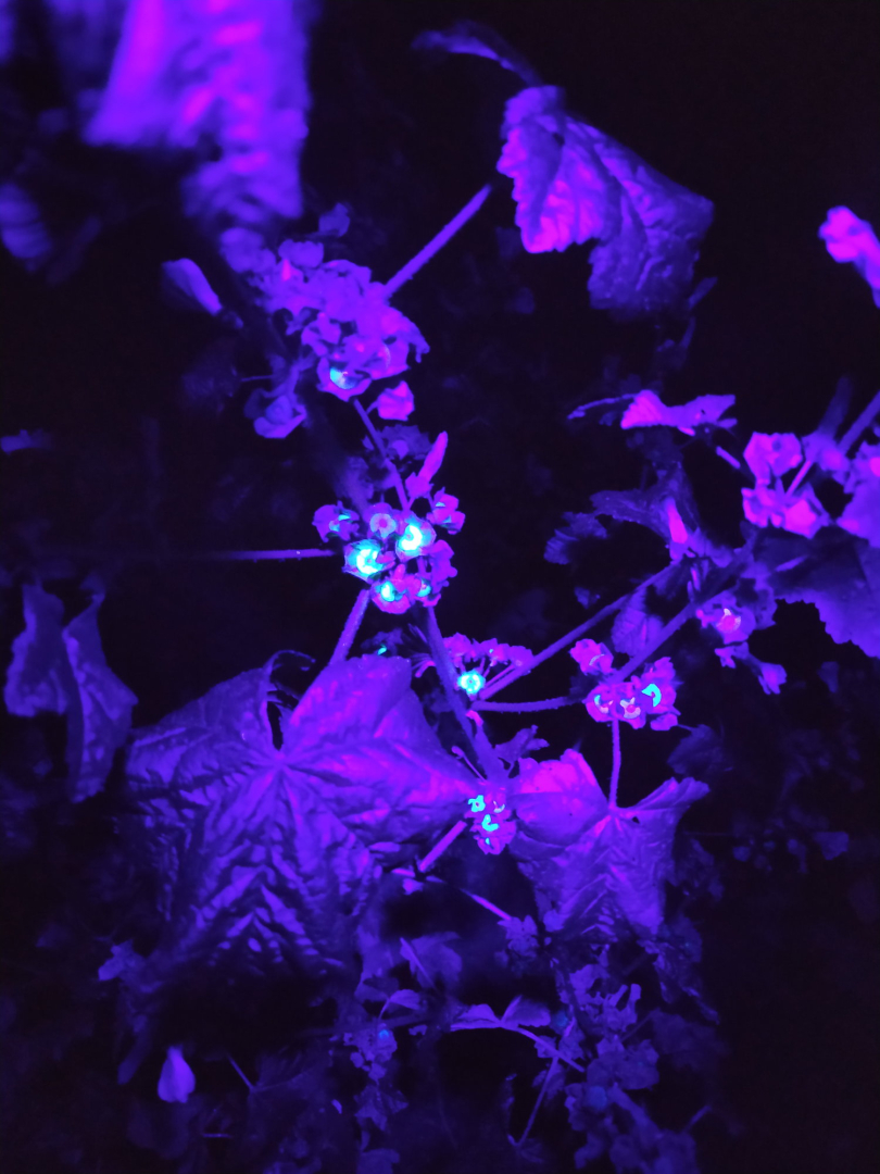malvensamen_fluoreszenz_08