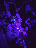malvensamen_fluoreszenz_09